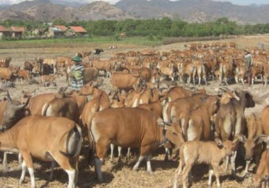 Upaya Kementerian Pertanian Dongkrak Populasi Sapi Agar Peternak Sejahtera